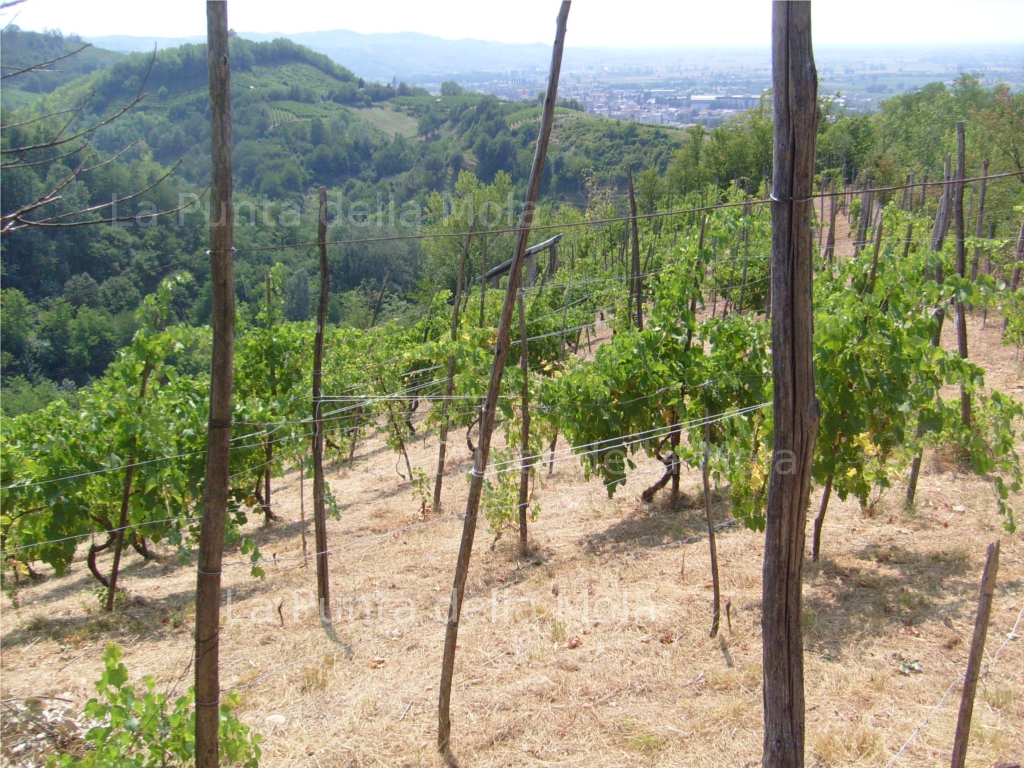 sulla punta